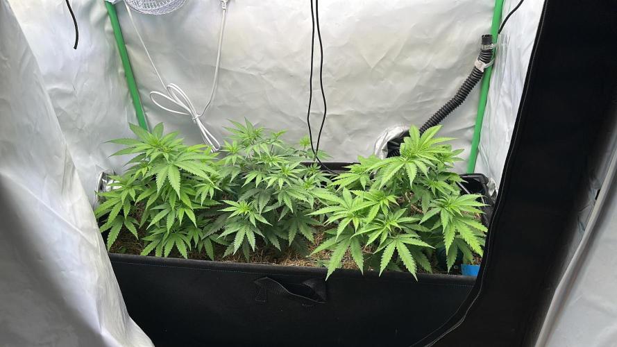 Mango Sapphire. Week 6