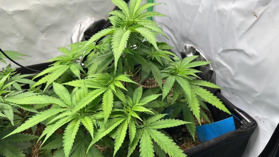 Mango Sapphire. Week 6