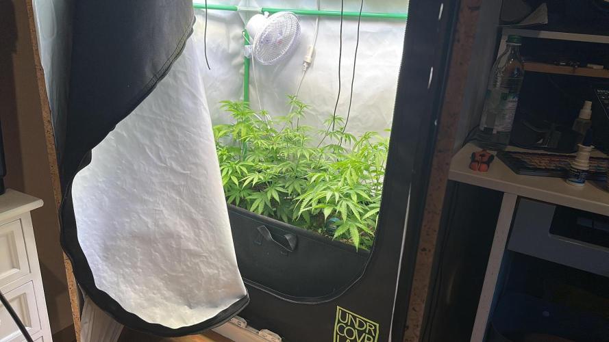 Mango Sapphire. Week 7