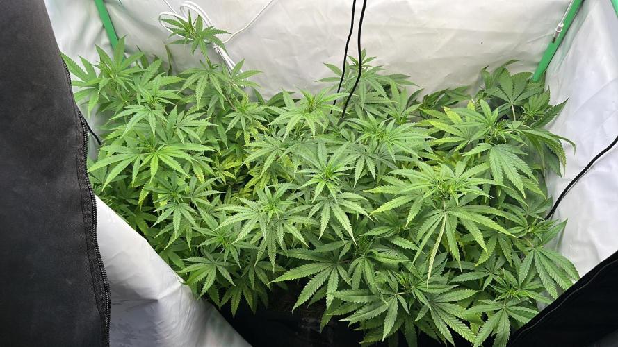 Mango Sapphire. Week 9