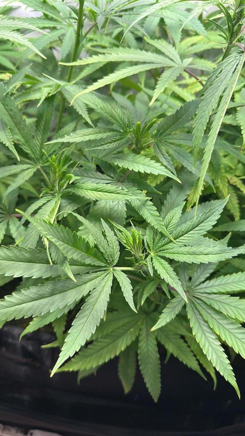 Mango Sapphire. Week 9