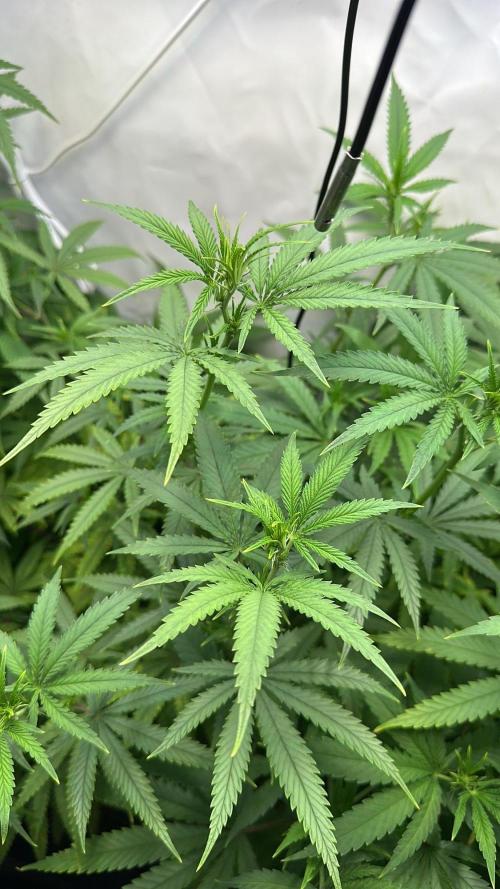 Mango Sapphire. Week 9