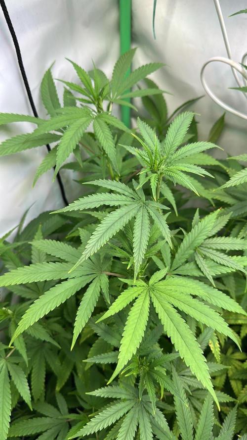 Mango Sapphire. Week 9