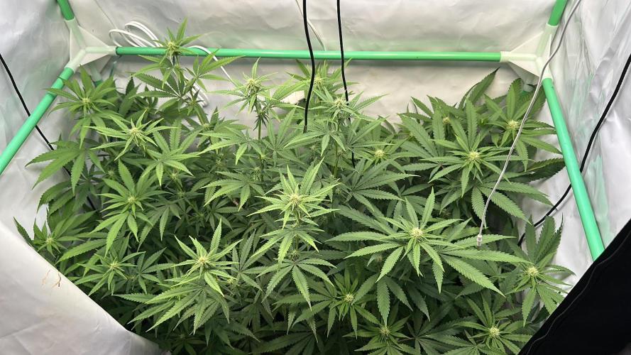 Mango Sapphire. Week 10