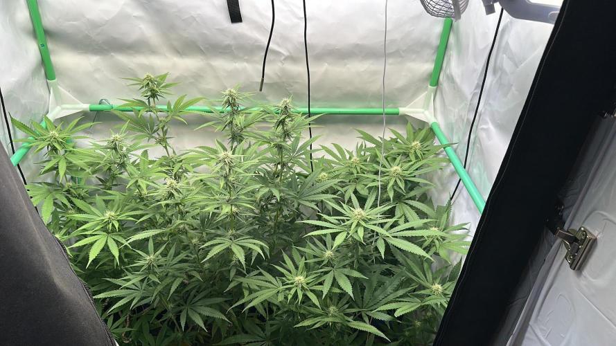 Mango Sapphire. Week 11