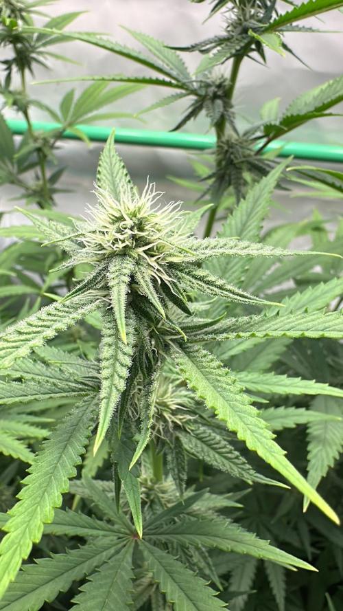 Mango Sapphire. Week 11