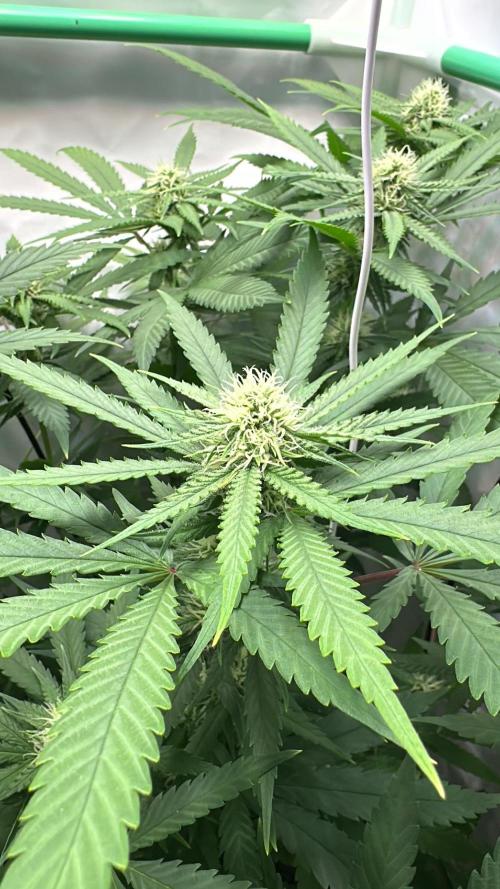 Mango Sapphire. Week 11