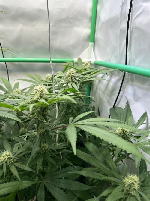 Mango Sapphire. Week 11