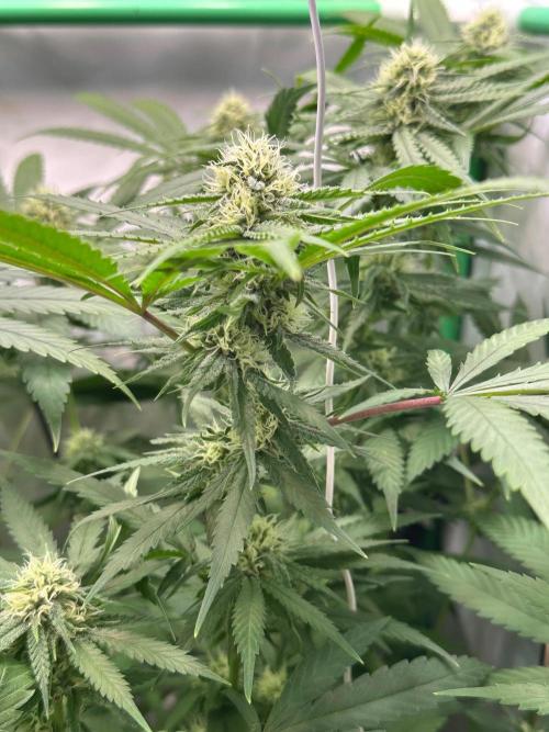 Mango Sapphire. Week 11