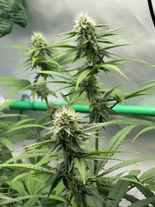 Mango Sapphire. Week 11