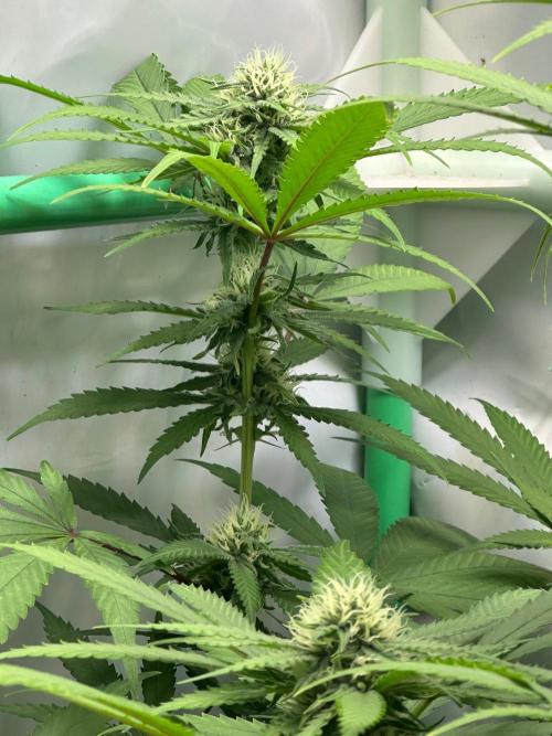Mango Sapphire. Week 11