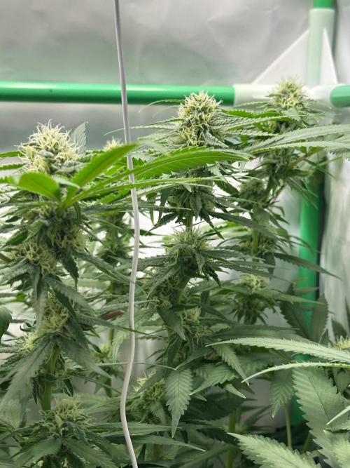 Mango Sapphire. Week 12