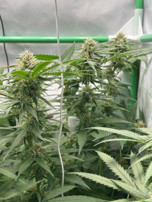 Mango Sapphire. Week 12