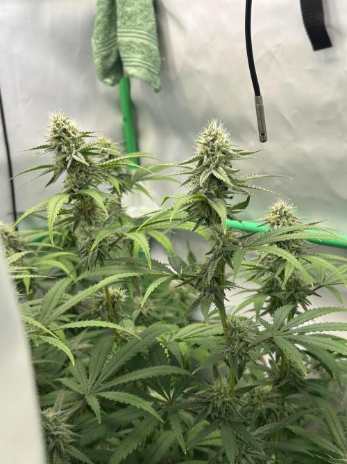 Mango Sapphire. Week 12