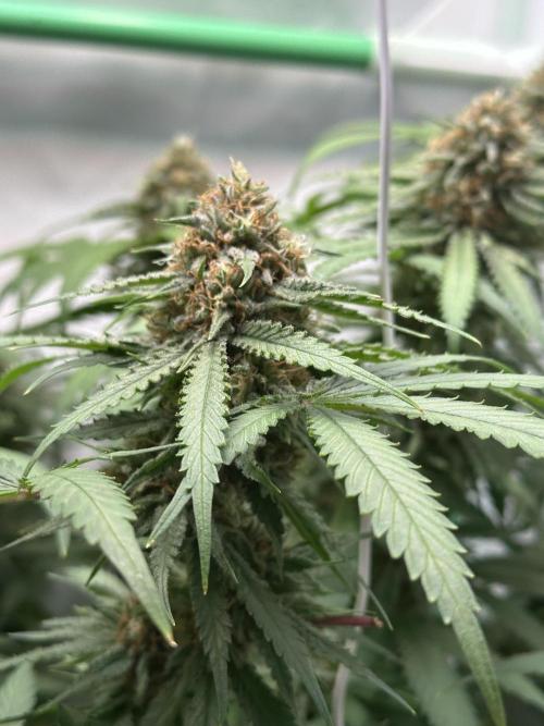 Mango Sapphire. Week 14