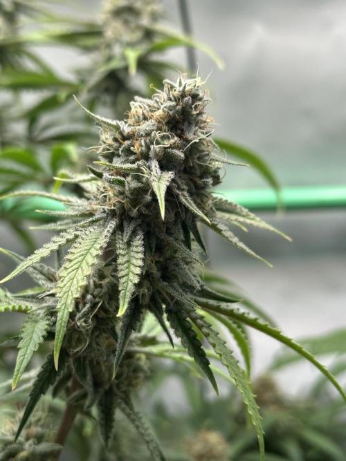 Mango Sapphire. Week 14
