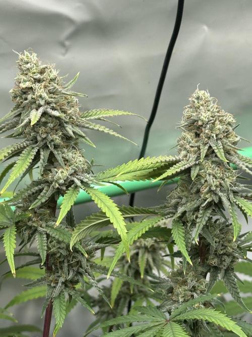 Mango Sapphire. Week 14