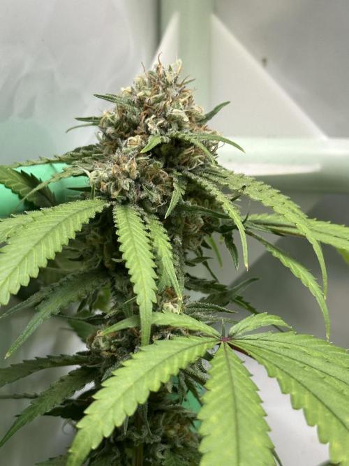 Mango Sapphire. Week 14