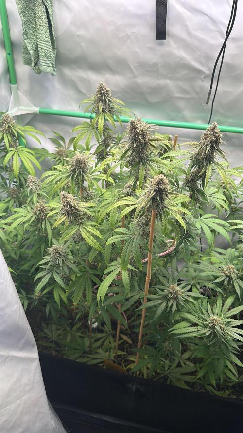 Mango Sapphire. Week 15