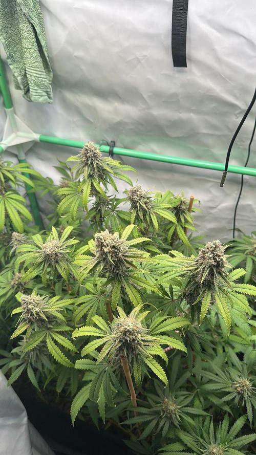 Mango Sapphire. Week 15