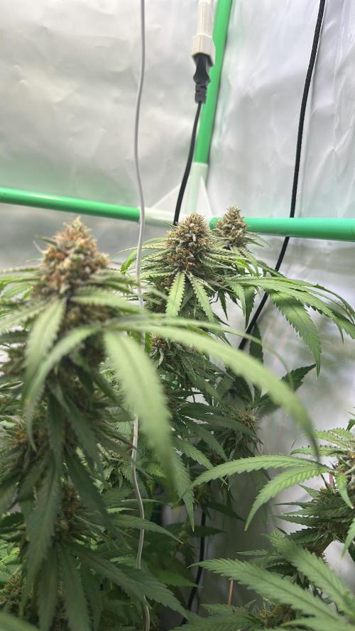 Mango Sapphire. Week 15
