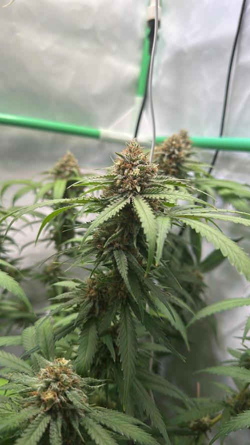Mango Sapphire. Week 15