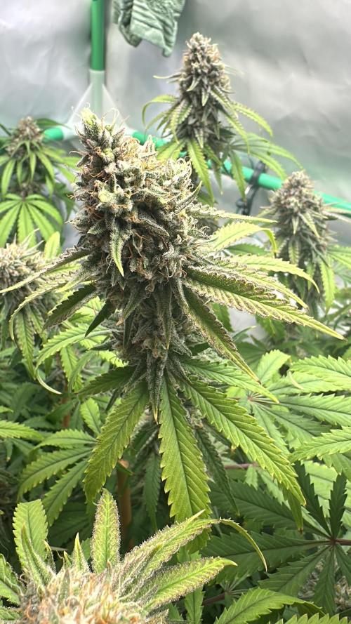 Mango Sapphire. Week 15