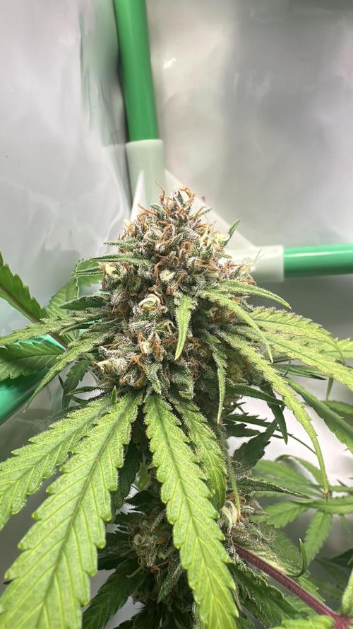 Mango Sapphire. Week 15