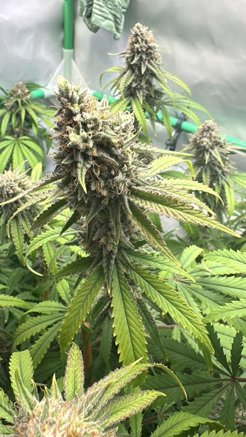 Mango Sapphire. Week 15