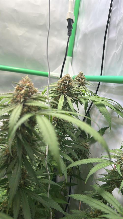 Mango Sapphire. Week 15