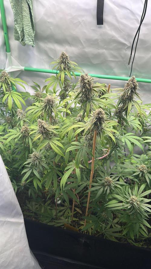 Mango Sapphire. Week 16