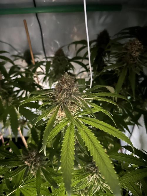 Mango Sapphire. Week 16