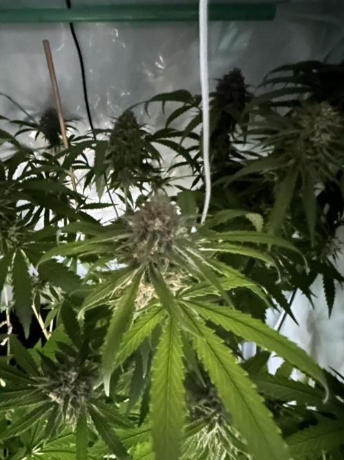 Mango Sapphire. Week 16