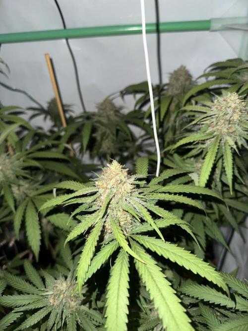 Mango Sapphire. Week 16