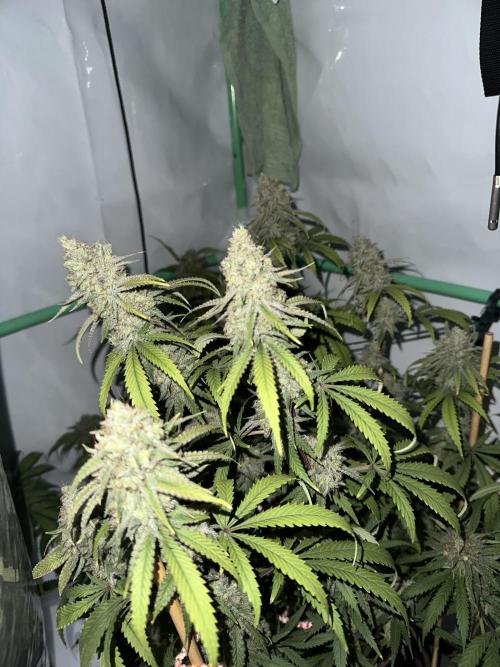 Mango Sapphire. Week 16