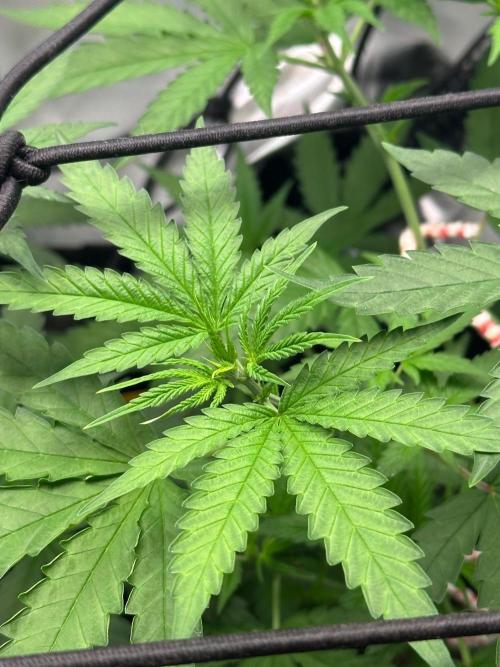 Mimosa Shot 🍹. Week 5