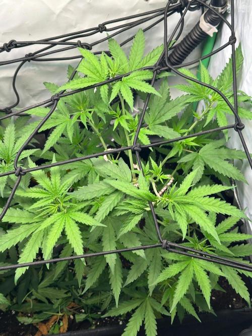 Mimosa Shot 🍹. Week 5