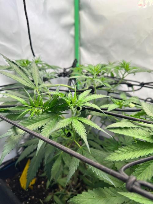 Grandmommy Purple 👵. Week 5
