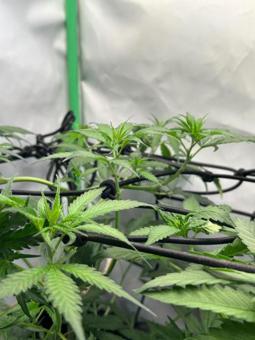 Grandmommy Purple 👵. Week 5