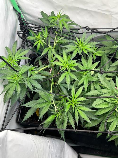 Grandmommy Purple 👵. Week 5