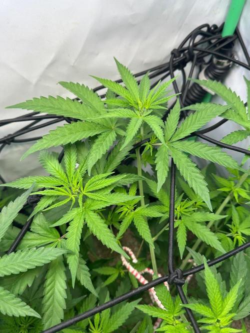 Mimosa Shot 🍹. Week 6