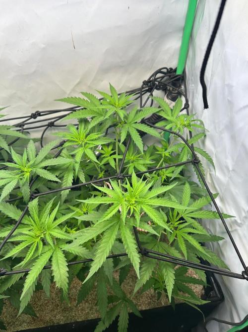 Mimosa Shot 🍹. Week 6