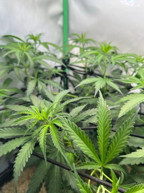 Grandmommy Purple 👵. Week 6
