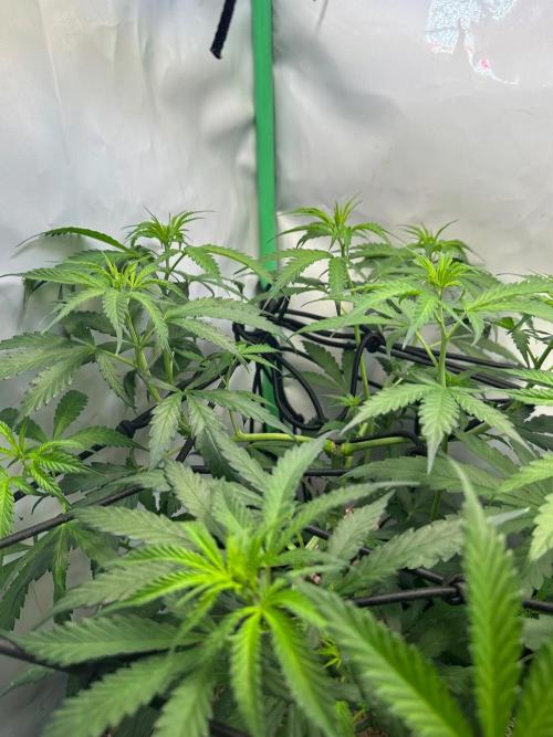 Grandmommy Purple 👵. Week 6