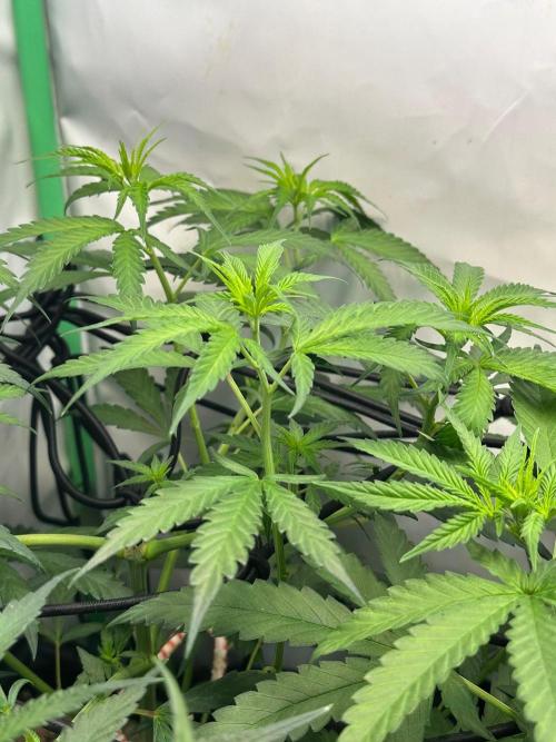 Grandmommy Purple 👵. Week 6