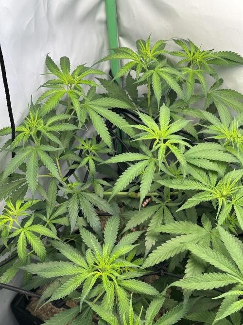 Grandmommy Purple 👵. Week 6