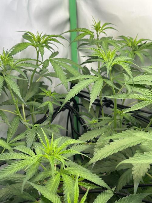 Grandmommy Purple 👵. Week 6
