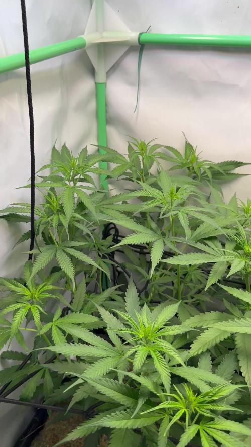 Grandmommy Purple 👵