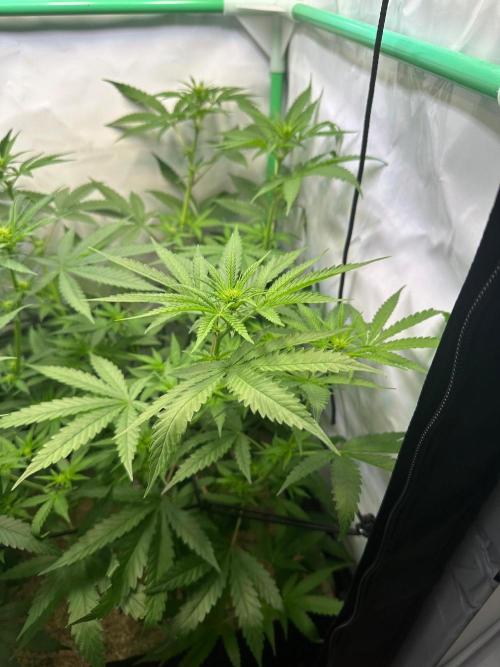 Mimosa Shot 🍹. Week 7