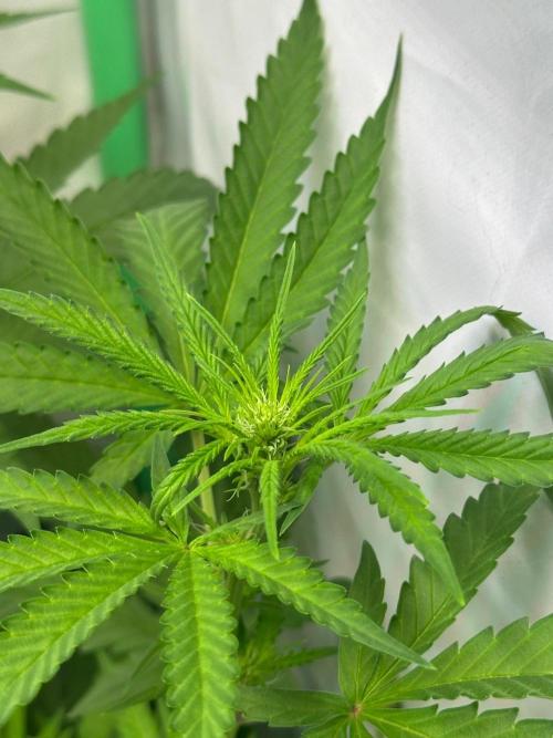Mimosa Shot 🍹. Week 7